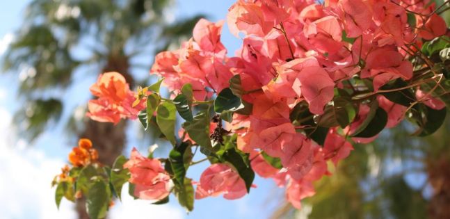 Мечта по Лазурния бряг - самолетна програма